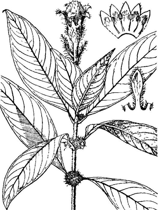 柔毛茜草 柔毛茜草