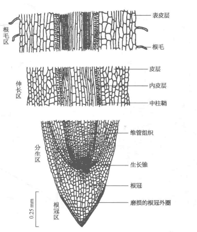 圖1 棉花初生根的根尖縱切面