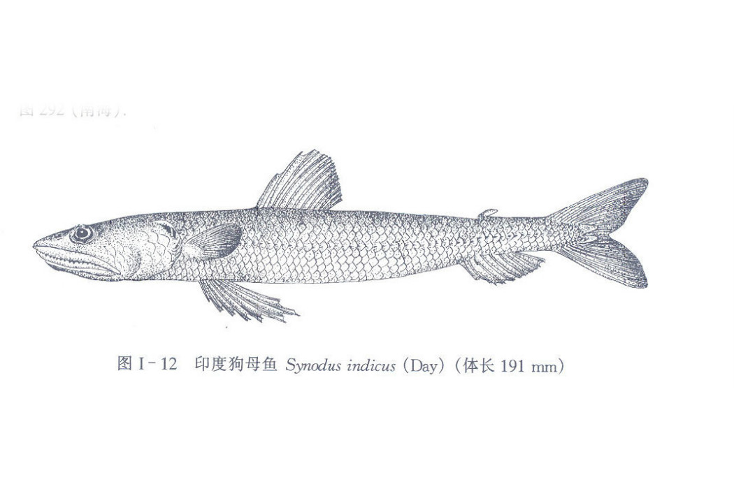 印度狗母魚 印度狗母魚