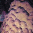 西沙濱珊瑚