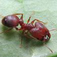 中印大頭蟻