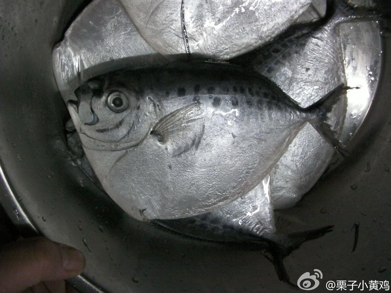 眼鏡魚（Mene maculata）