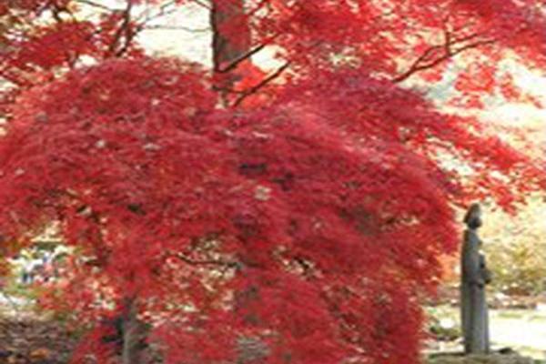 Acer palmatum var. dissectum \x27Red Dragon\x27 Acer palmatum var. dissectum \x27Red Dragon\x27
