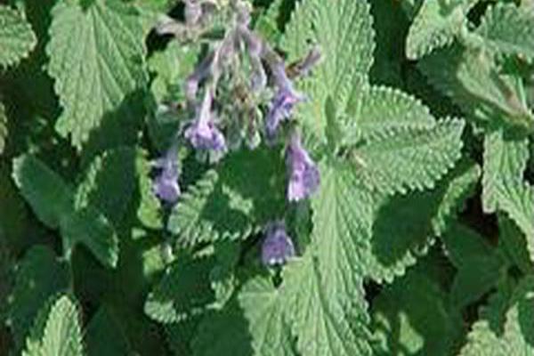 Nepeta × faassenii Nepeta × faassenii