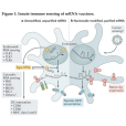 mRNA-1273 mRNA-1273
