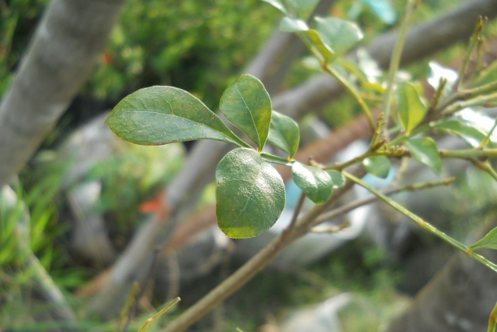 興山蠟樹 興山蠟樹