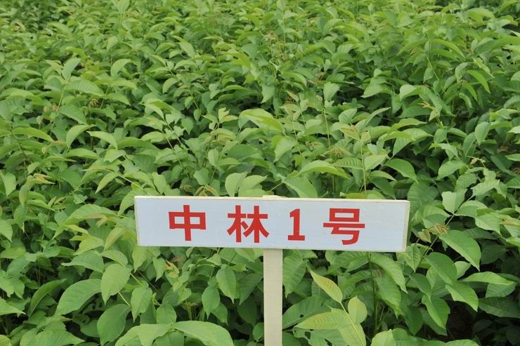 中林1號 中林1號