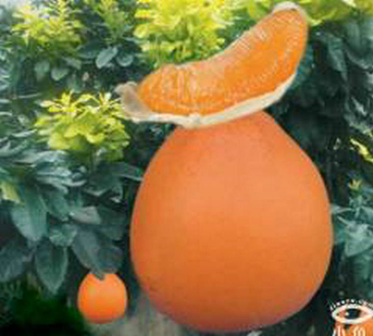 金橙蜜柚(金黃蜜柚)