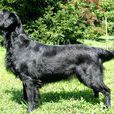 平毛獵犬 平毛獵犬