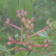 石山花椒(中藥) 石山花椒(中藥)
