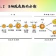記憶B細胞 記憶B細胞