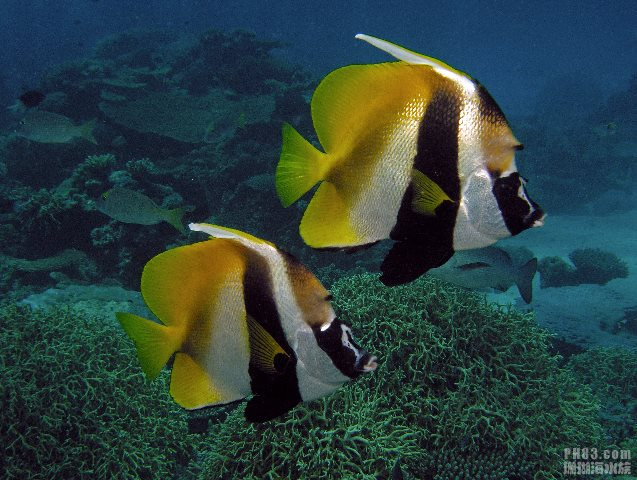 黃頭蝴蝶魚