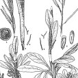 寬翅南芥 寬翅南芥