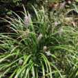 矮小沿階草 矮小沿階草
