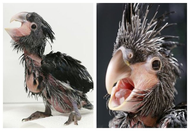 世界上最醜的鸚鵡