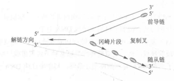 半不連續複製