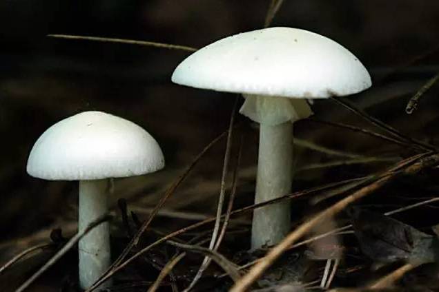 毒傘七肽類(毒傘肽) 毒傘七肽類(毒傘肽)