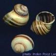 Asolene pulchella Asolene pulchella