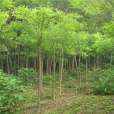 平頭國槐 平頭國槐