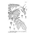 大花漆 大花漆