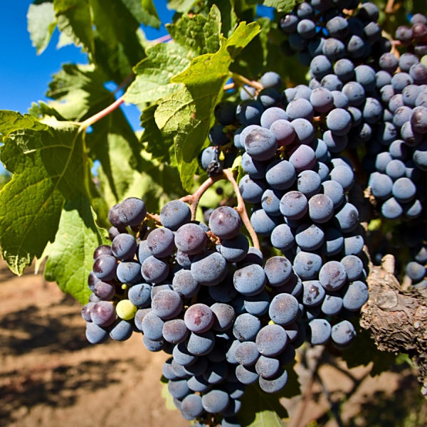 葡萄(Vitis vinifera)
