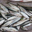 白條魚 白條魚