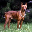 德國平犬 德國平犬
