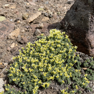 Cusickiella quadricostata