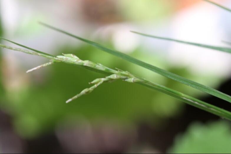 纖穗薹草 纖穗薹草