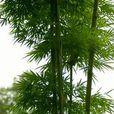 竹子公園 竹子公園