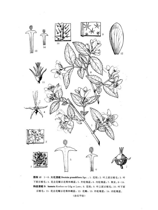 鉤齒溲疏 鉤齒溲疏