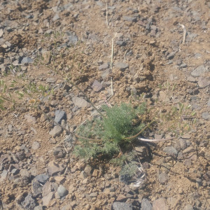 Lomatium quintuplex