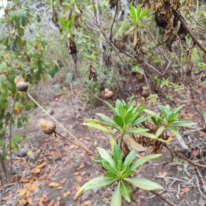 Cheirolophus metlesicsii