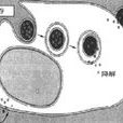 靶向製劑