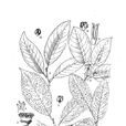 心葉折柄茶 心葉折柄茶