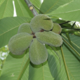 家麻樹(家麻樹) 家麻樹(家麻樹)