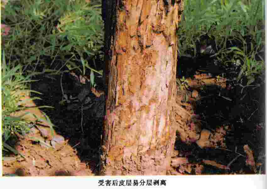 梨白絹病 梨白絹病