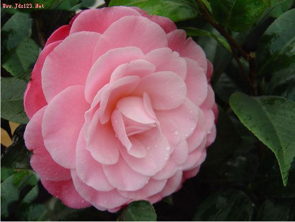 景德鎮市花