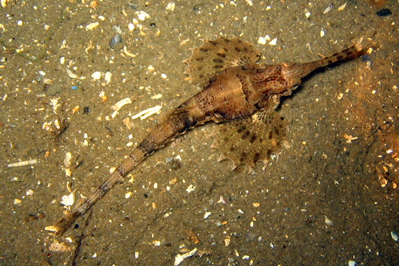 海蛾魚屬 海蛾魚屬