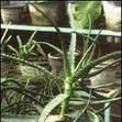 肝色蘆薈 肝色蘆薈