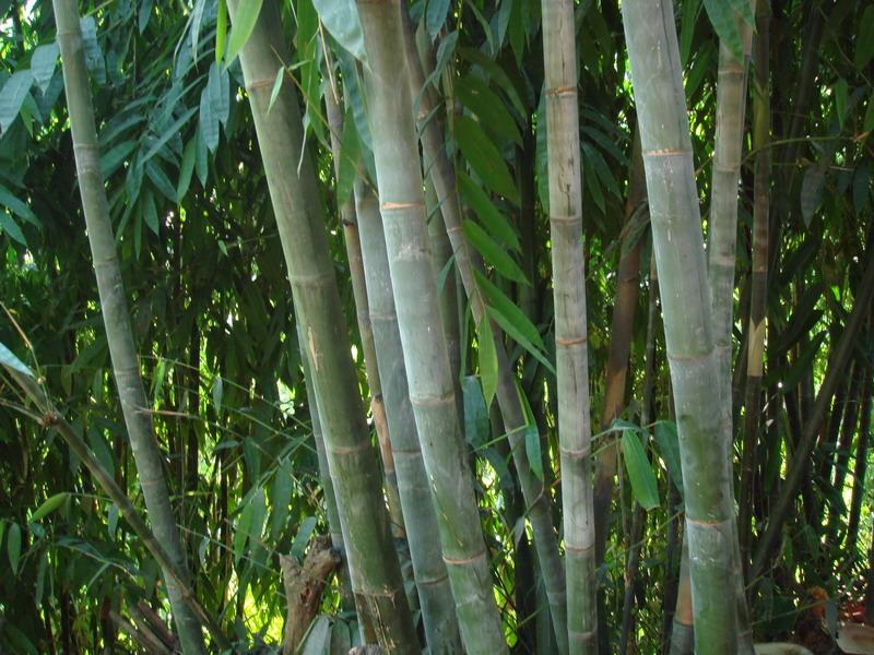 竹子種植