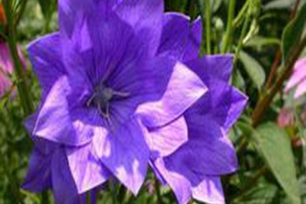 Platycodon grandiflorus \x27Hakone Blue\x27