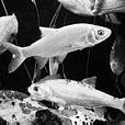 圓腹雅羅魚 圓腹雅羅魚
