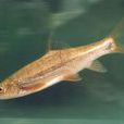 怒江裂腹魚 怒江裂腹魚
