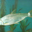 太湖白魚 太湖白魚