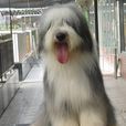 長須牧羊犬 長須牧羊犬