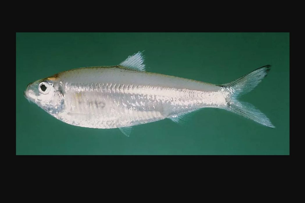 玉鱗魚 玉鱗魚