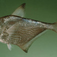 日本單鰭魚 日本單鰭魚