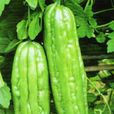 吉美1號苦瓜 吉美1號苦瓜