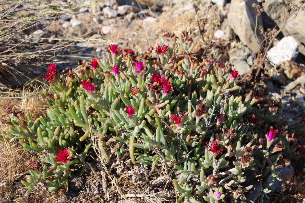 Malephora purpureocrocea